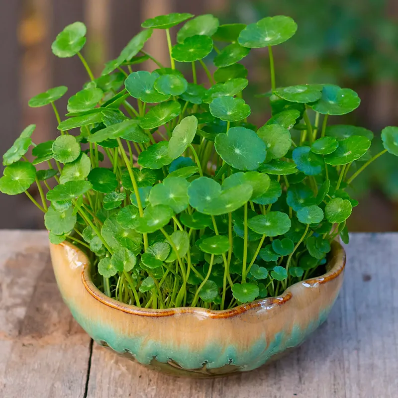 huge jade plant for sale Crassula Jade type Cuttings and Potted by Blaise Jade 6" Cut