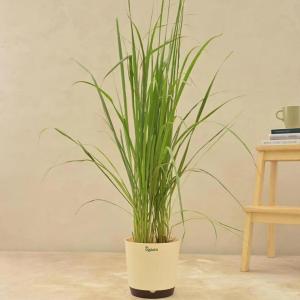 Lemongrass (Cymbopogon citratus) - - Pokok Serai - लेमनग्रास Lemongrass – Culinary Herb Fragrant Easy to Grow Medicinal Use Tropical Kitchen Garden LIVE PLANT