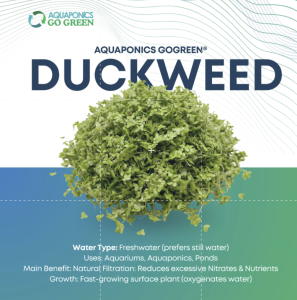 AQUAPONICS GO GREEN Duckweed Floating Aquatic Plant - Natural Water Purifier & Fish Food