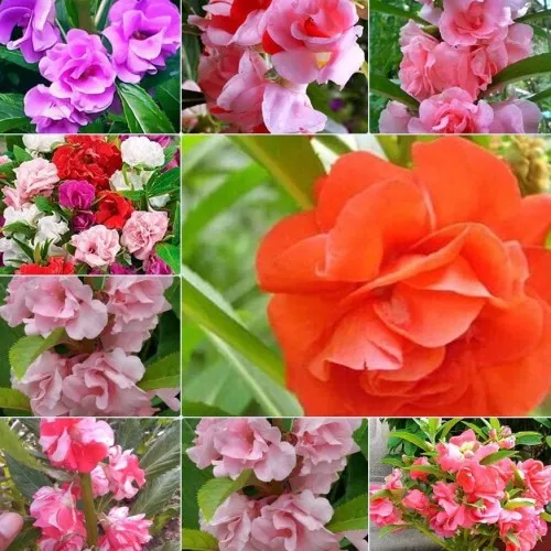 Promo%20Murah%20-%2020%20Benih%20Bibit%20Bunga%20Balsam%20Mix%20-%20Image%205