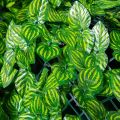 GROSIR DAUN SINTETIS PAGAR - TANAMAN DINDING SINTETIS 1X3 METER. 