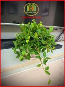 Cây Bình an để bàn làm việc trưng phòng khách đẹpMinh Hân Garden