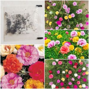 Hạt giống hoa 10 giờ kép mix màu-250 hạt