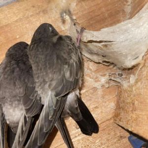 SP9 - [50gr] Tổ yến thô loại 2