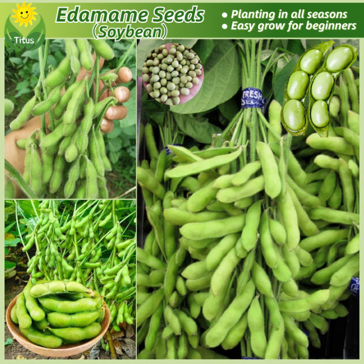 100% Legit Fresh Edamame Seeds Soybean Seeds for Planting (30pcs/pack ...