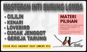 Masteran burung