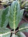 Aglaonema Emerald Bay (Actual Photo) with FREE plastic pot and garden ...