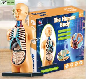 DIY The Human Bodyfor Kid STEM Science Experiment Building Assembly Toy For Children (upper body) [SG STOCK]
