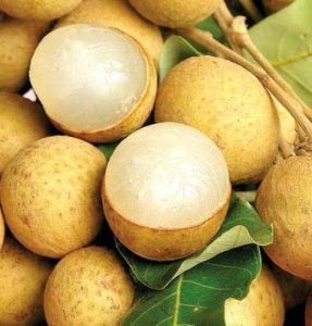 PAKET 3 Bibit Kelengkeng Murah Tanaman Kelengkeng New Kristal