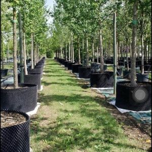 50 mét Bầu ươm cây V6 hàng tiết kiệm economy tiện lợi dễ sử dụng giá rẻ tối ưu được chi phí Minh Hân Garden