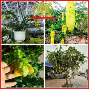 Cây huyền trân công chúa cây chuỗi ngọc xanh cây độc lạ trang trí cho khu vườn của bạn