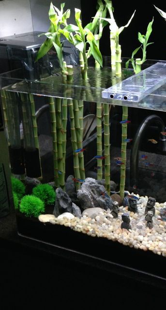 lucky bamboo stalks for aquarium decor Lazada PH