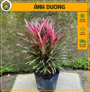 Cây Ánh Dương - Kích thước tổng thể tầm 20-30 cm - Chịu nắng sân vườn! Nắng Garden