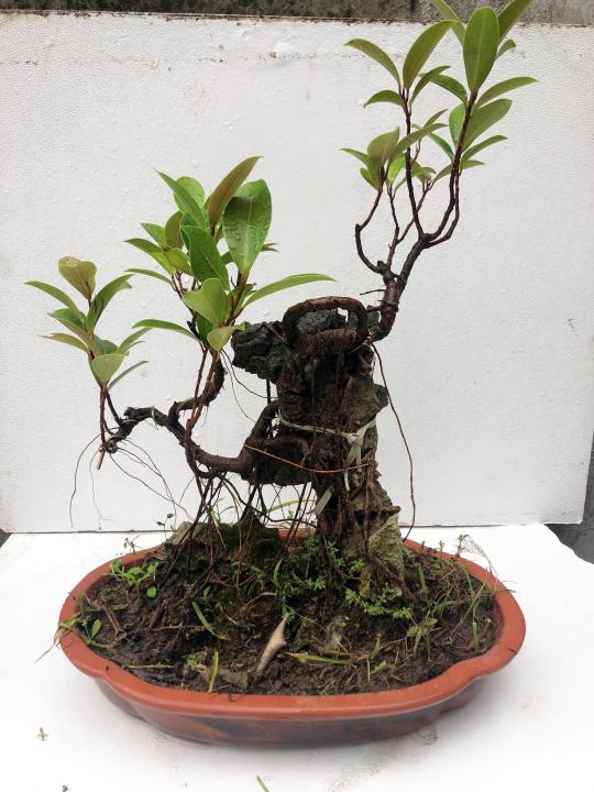 C%C3%A2y%20si%20bonsai%20%C3%B4m%20%C4%91%C3%A1%20-%20Image%204