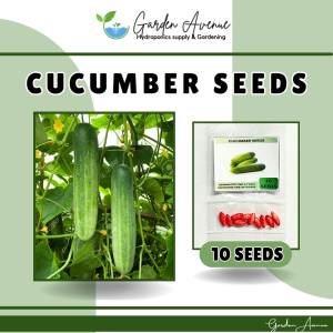 CUCUMBER SEEDS (10pcs seeds) HYBRID/EASY TO GROW/HIGH YIELDING
