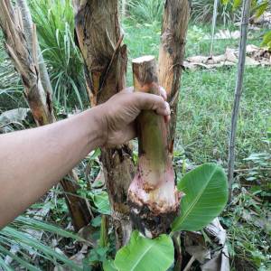 ด่วน! หน่อกล้วยเล็บมือนาง / กล้วยเล็บมือนาง หอม หวาน อร่อย ปลูกง่าย ดูแลง่าย หรือปลูกประดับบ้าน เพื่อสวยงาม หรือปลูกไว้รับประทานในบ้าน