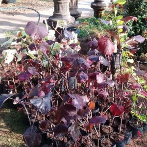 waru super red PER 3 BATANG