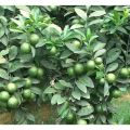 CÂY GIỐNG CHANH KHÔNG HẠT DÒNG QUẢ CHÙM SIÊU NĂNG SUẤT, CAM KẾT GIỐNG CHUẨN. 