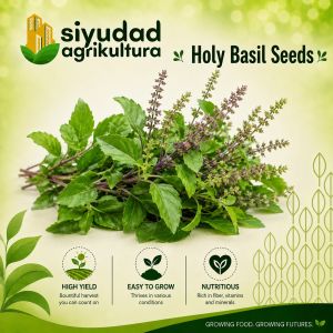 Repacked Holy Basil Seeds are fresh herbal plant seeds ideal for growing your own basil at home. Perfect for home gardens backyards containers pots and small-scale farming. Easy to grow and suitable for gardeners looking to enjoy fresh aromatic basil