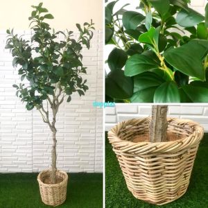 Tanaman Hias Pohon Artificial Kacang T130 & T170 Latex Cover Pot Rotan Bulat Dekorasi Kantor Aesthetic