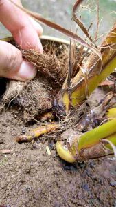 Bonsai kelapa minion kembar/cabang 3 gading oren