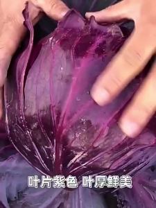 Four Seasons Purple Cabbage Seeds Lettuce Cabbage High Yield Vegetable Cabbage Kale Seeds