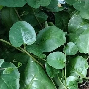 Daun Binahong Segar Fress: Manfaat dan Cara Penggunaan