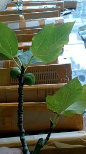 Bibit Buah Tin Varian Jumbo Aurora: Panduan Lengkap