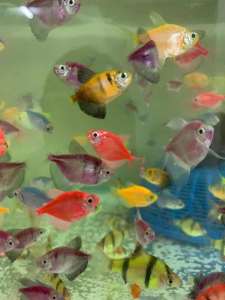 9lo fish Tetra Ikan Hiasan Life Fish Aquarium