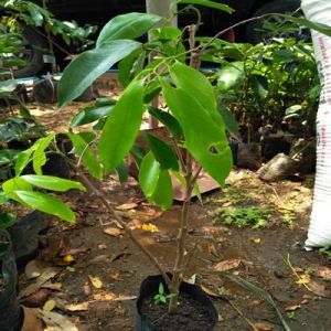 Bibit Leci Merah Super Cepat Berbuah Hasil Cangkok Okulasi