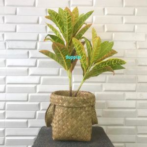 Pohon Plastik Puring Worten X2 T50 Semi Latex Artificial Cover Pot Anyaman Purun Handle S Tanaman Hias Dekorasi Rumah Pajangan Hiasan