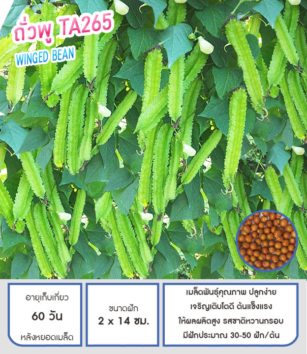 9 อันดับเมล็ดพันธุ์ถั่วพู ยี่ห้อไหนดี? ปลูกง่าย ผลดก อัปเดตปี 2025