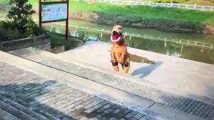 alo Halloween Tyrannosaurus Rex inflatable costume party performance outfit funny prop dinosaur inflatable costume