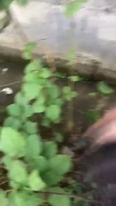 เคียวแมงกานีส มีดถางป่า ด้ามเหล็กด้ามยาว คมกริบ ใช้สำหรับตัดหญ้า ตัดแต่งกิ่งไม้ สวน ขอถางหญ้า