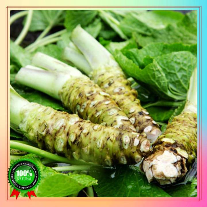 Fast Germination 100 seeds wasabi seeds Potted seeds for sale Easy To