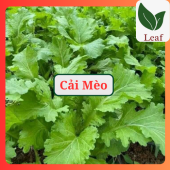 Hạt giống rau cải mèo khổng lồ 100 hạt túi zip hạt giống leaf