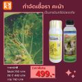 คะน้า ใบไหม้ ใบจุด ราน้ำค้าง กำจัดโรคคะน้า จากเชื้อราต่างๆ ปลอดสารพิษ ไอเอส และ FK-T(ใช้ได้ทุกพืช)โดย FK. 