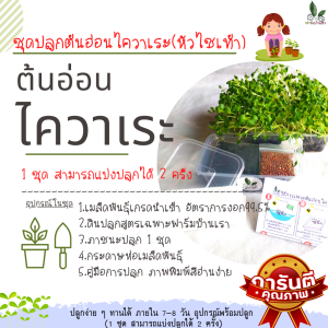 ชุดปลูกต้นอ่อนไควาเระ หัวไชเท้า ชุดเพาะ ชุดทดลองปลูกต้นอ่อน ปลูกง่าย ชุดปลูกผัก Microgreen Kit ชุดการเรียนรู้ ชุดปลูกผักทานได้ ภายใน 7 วัน