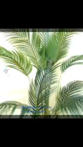 Cây dừa nước giả 3 thân cao cấp tự nhiên cao 1m5 chưa tính chậu- Trumsicayhoagia