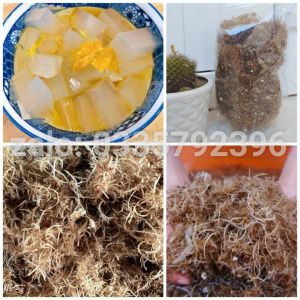 Rong Xu Xoa Khô Lý Sơn Bịch 100gr - Đặc sản Miền Trung Út Duyên