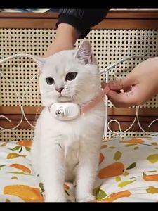 Smart Lasers Cat-teasing Collar USB Rechargeable Auto Infrared Interactive Pet Kitten Toy Increase Agility for Relieve Anxiety