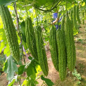 Green Skin Long Bitter Melon Seeds   Four Seasons High Yield Seeds Extra Large Green Bitter Gourd White Skin Bitter Gourd Vegetable Seeds
