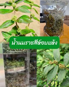 น้ำนมราชสีห์อบแห้ง Dried Garden spurge  ขนาด 50 กรัม