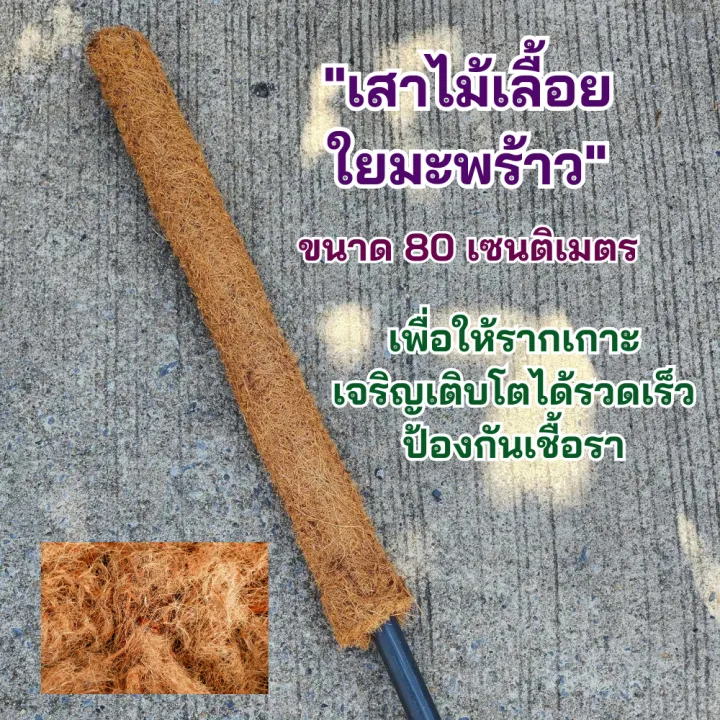 เสาใยมะพร้าว 80 ซม. แกน PVC แข็งแรง