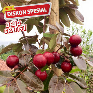 Bibit kelengkeng merah unggul