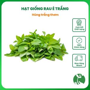 Hạt giống rau É trắng gói 2gr (Húng Trắng thơm Húng Lông Húng Quế lông) Trồng quanh năm