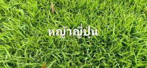 ตัดมาใหม่จ้า หญ้าสด ขนาด 1 แผ่น 50X100 ซม.หญ้าจัดสวน หญ้าสด หญ้าจริง หญ้าสนาม หญ้าปูพื้น หญ้าปูสนาม