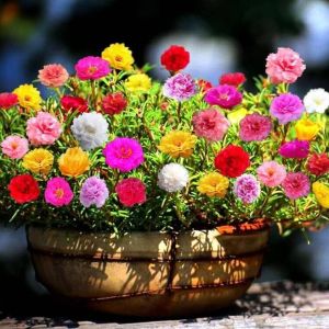 100Seeds Mixed Portulaca Seed Moss Rose Flower Seeds For Gardening Bonsai Seeds
