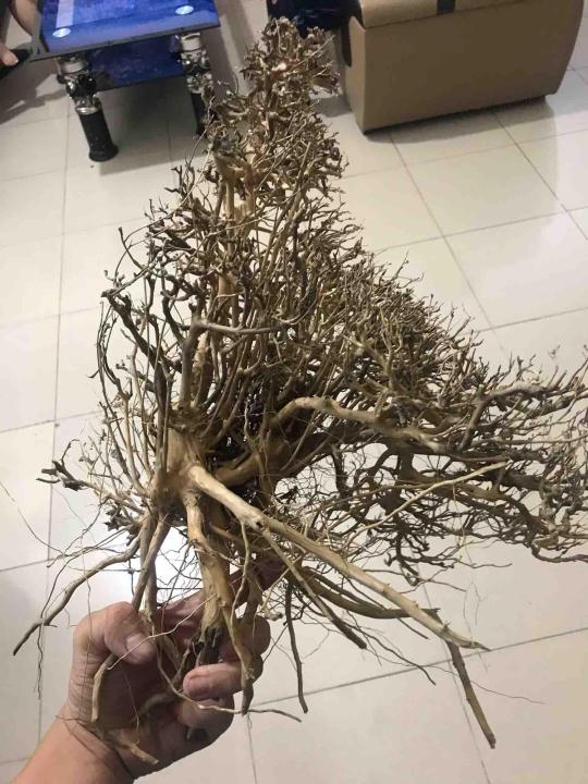 L%C5%A9a%20X%C6%B0%C6%A1ng%20Ch%C3%B9m%2030k/100g%20-%20Image%208