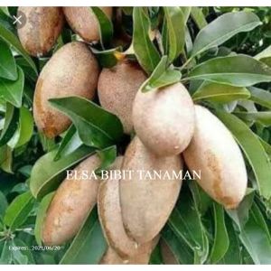 BIBIT SAWO MENTIMUN OKULASI CEPAT BERBUAH